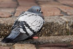 dove-3268965_1920.jpg